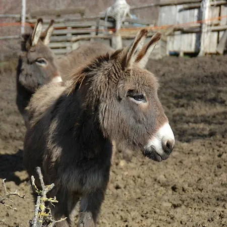 度假居 House 坎波迪焦韦